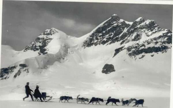 Jungfrau BE Jungfrau Polarhunde