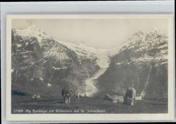 Wetterhorn Schreckhorn Alp Bachläger