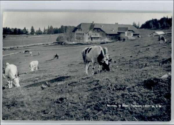 Montoz