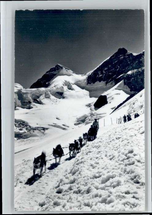 Jungfrau BE Jungfrau Polarhunde