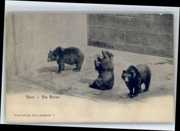 Bern BE Bern Bären