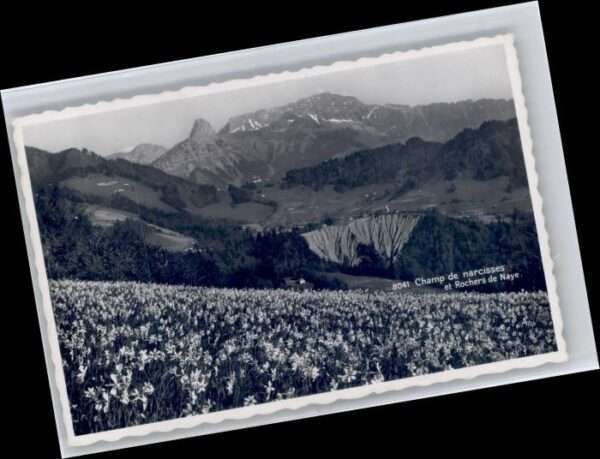 Rochers de Naye Chamo de narcisses