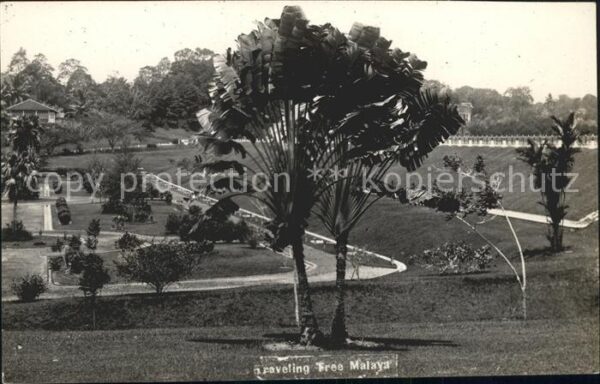 Malaya Malaysia Tree