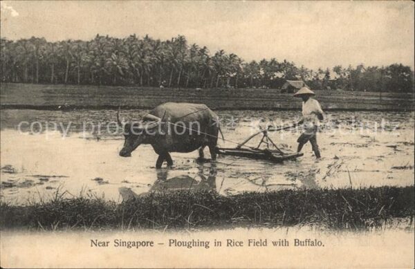 Singapore Ploughing in Rice Field with Buffalo