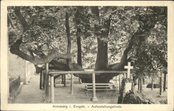 Baeume Trees Auferstehungslinde Annaberg i. Erzgebir
