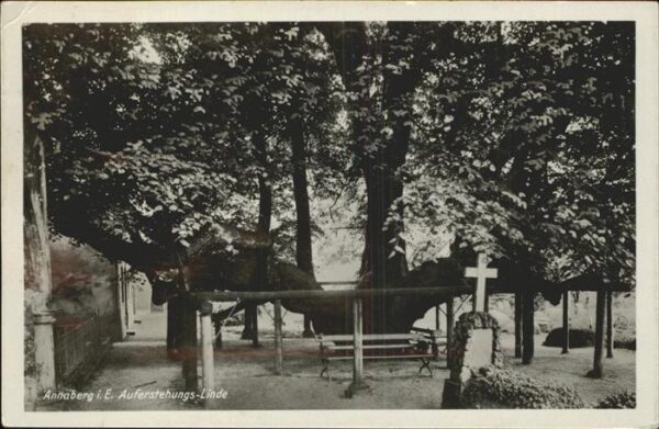 Baeume Trees Auferstehungslinde Annaberg i. Erzgebir