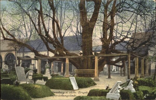 Baeume Trees Auferstehungslinde Annaberg i. sächs. E