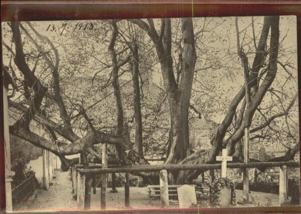 Baeume Trees Friedhofslinde Annaberg im Erzgebirge