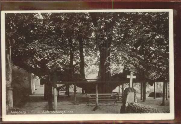 Baeume Trees Auferstehungslinde Annaberg i. Erzgebir