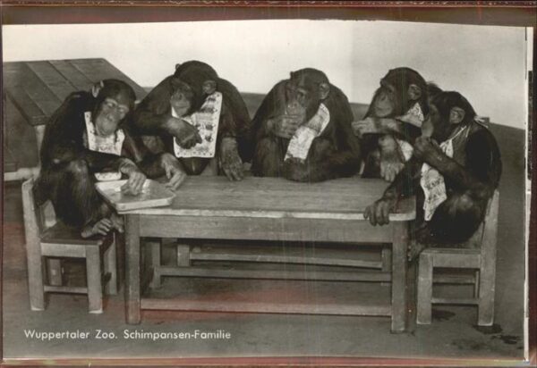 Zoo Wuppertal Schimpansen