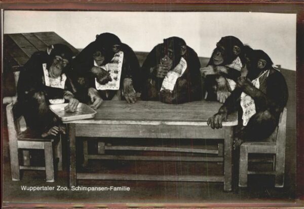 Zoo Wuppertal Schimpansen-Familie