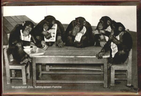 Zoo Wuppertal Schimpansen