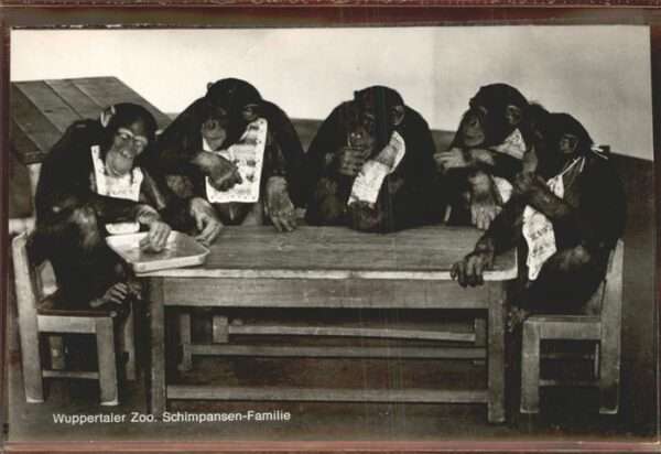 Zoo Wuppertal Schimpansen