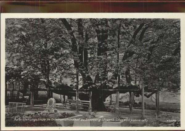 Baeume Trees Auferstehungslinde Trinitatisfriedhof A