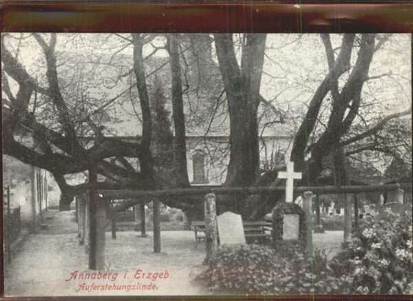 Baeume Trees Auferstehungslinde Annaberg im Erzgebir