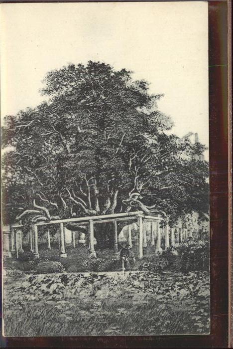 Baeume Trees Auferstehungslinde Annaberg im Erzgebir
