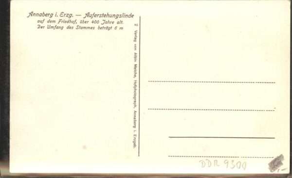 Baeume Trees Auferstehungslinde Annaberg im Erzgebir – Bild 2