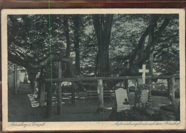 Baeume Trees Auferstehungslinde Friedhof Annaberg im