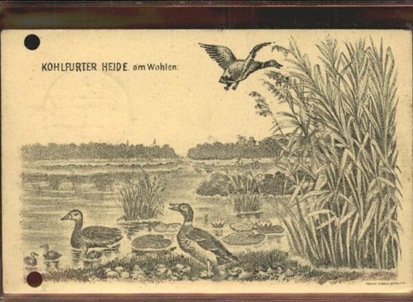 Enten Kohlfurter Heide Wohlen