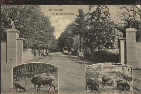 Strassenbahn Darmstadt An den Hirschköpfen Wildschwe