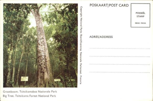 Baeume Trees Grootboom Tsitsikamabos Nasionale Park