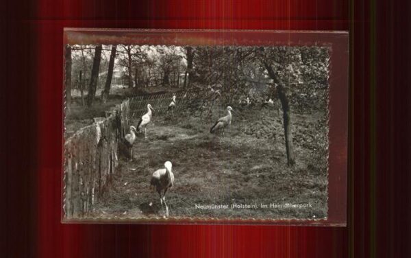 Tiere Störche Neumünster Heimatpark