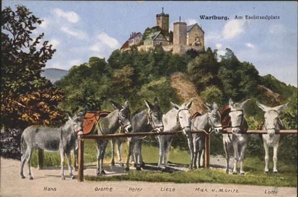 Esel Tiere Wartburg STandplatz Max Moritz Lotti
