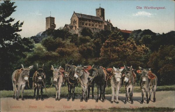 Esel Tiere Wartburg Fanny Cäser Max