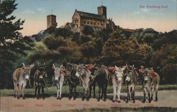 Esel Tiere Wartburg