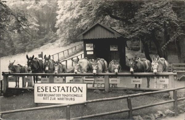 Esel Tiere Wartburg Eselstation