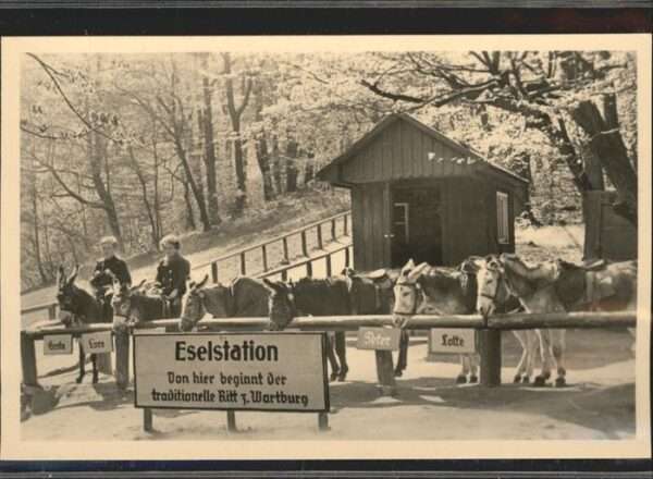 Esel Tiere Wartburg Eisenach Eselstation