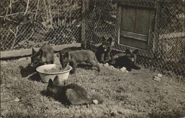 Fuchs Tiere Pelztierfarm Inselsberg Tabarz Jungfüch