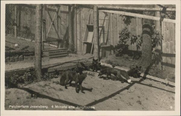 Fuchs Tiere Pelztierfarm Inselsberg Tabarz Jungfüch