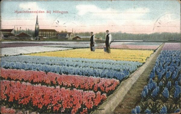 Hillegom Hyacinthenvelden Blumenfeld
