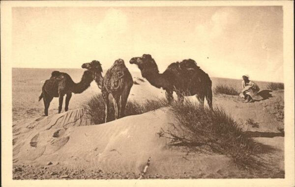Kamel  Camel Chameau Bou-Saada Chameaux
