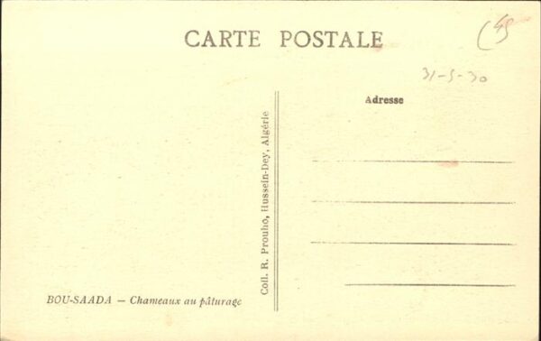 Kamel  Camel Chameau Bou-Saada Chameaux – Bild 2