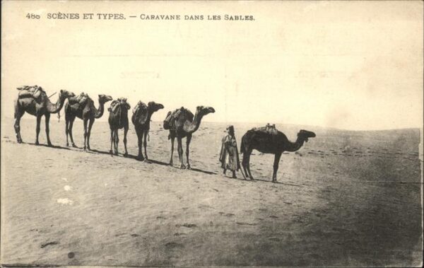 Kamel  Camel Chameau Saida Oran
