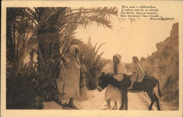 Esel Tiere Typen Algerien