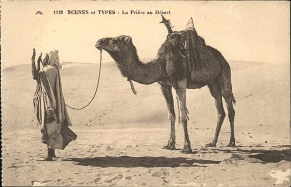 Kamel  Camel Chameau Priere au Desert Typen