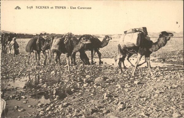 Kamel  Camel Chameau Typen Une Caravane