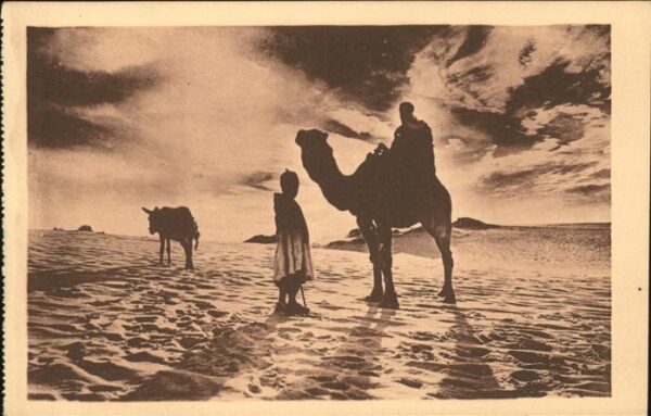 Kamel  Camel Chameau Laghouat Crepuscule au Desert