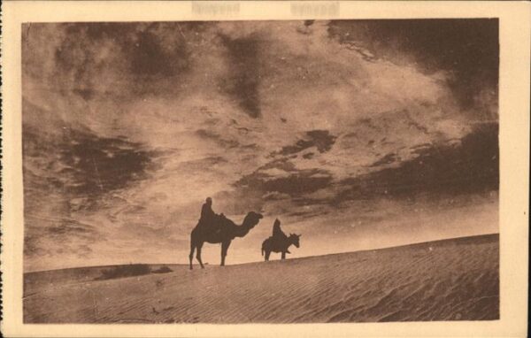 Kamel  Camel Chameau Laghouat Avant-Coureurs de l'Orage