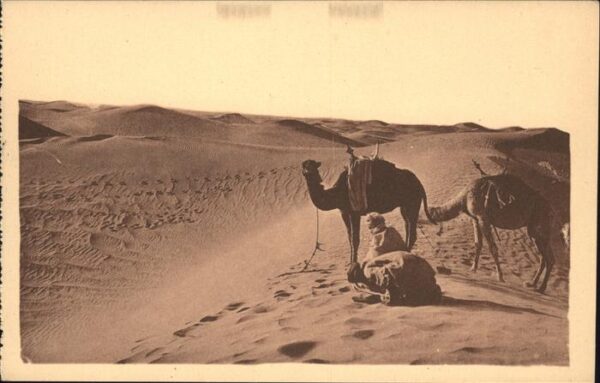 Kamel  Camel Chameau Laghouat Priere au Desert
