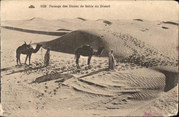 Kamel  Camel Chameau Passage des Dunes de Sable au Desert