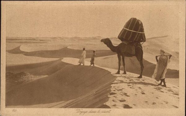 Kamel  Camel Chameau Desert Typen