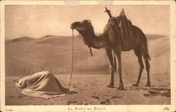 Kamel  Camel Chameau Priere au Desert Gebet Algerien