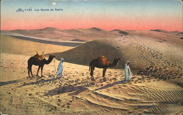 Kamel  Camel Chameau Typen Dunes de Sable