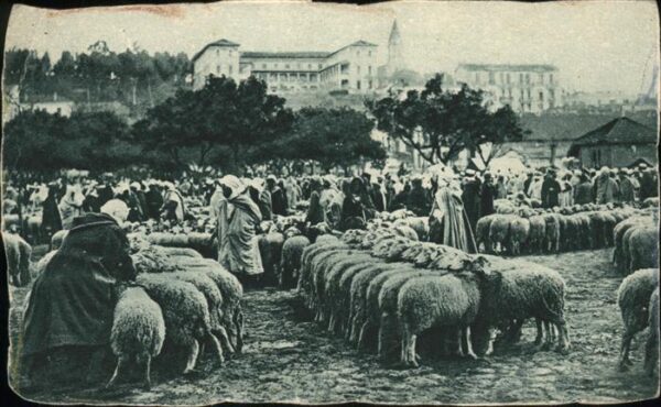 Schafe Algerie Maison-Carree Marche aux Mouton