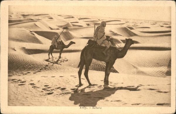 Kamel  Camel Chameau Typen Sahara
