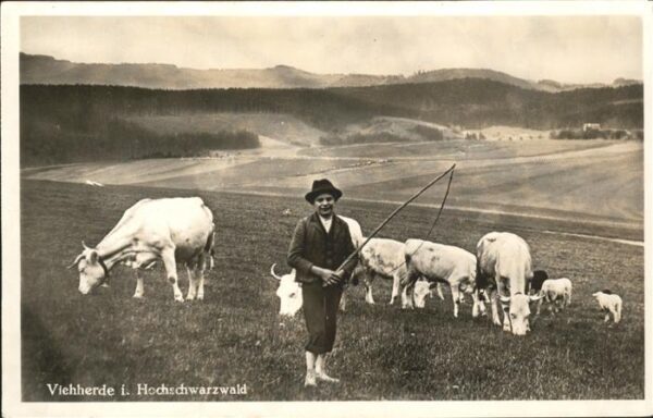 Hirte Hochschwarzwald Kühe Kind